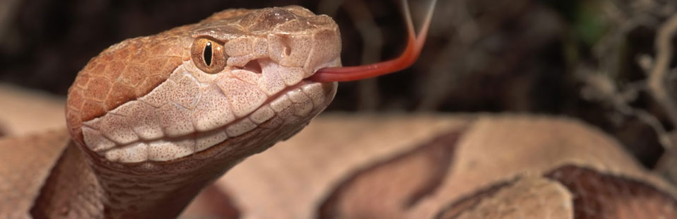 Clínica Veterinária Consani Vet - Animais Silvestres - Cobras