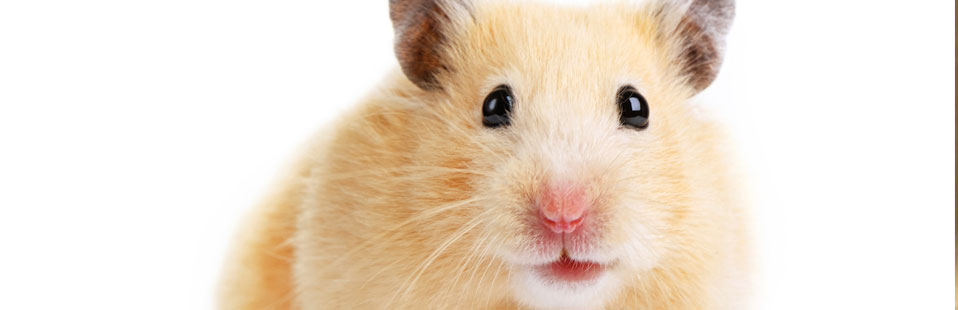 Clínica Veterinária Consani Vet - Animais Silvestres - Hamster