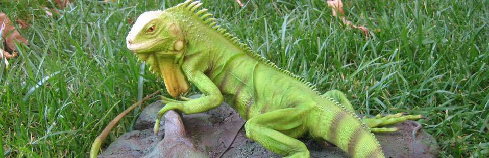 Clínica Veterinária Consani Vet - Animais Silvestres - Iguana