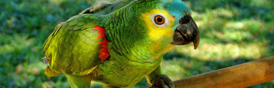 Clínica Veterinária Consani Vet - Animais Silvestres - Papagaio